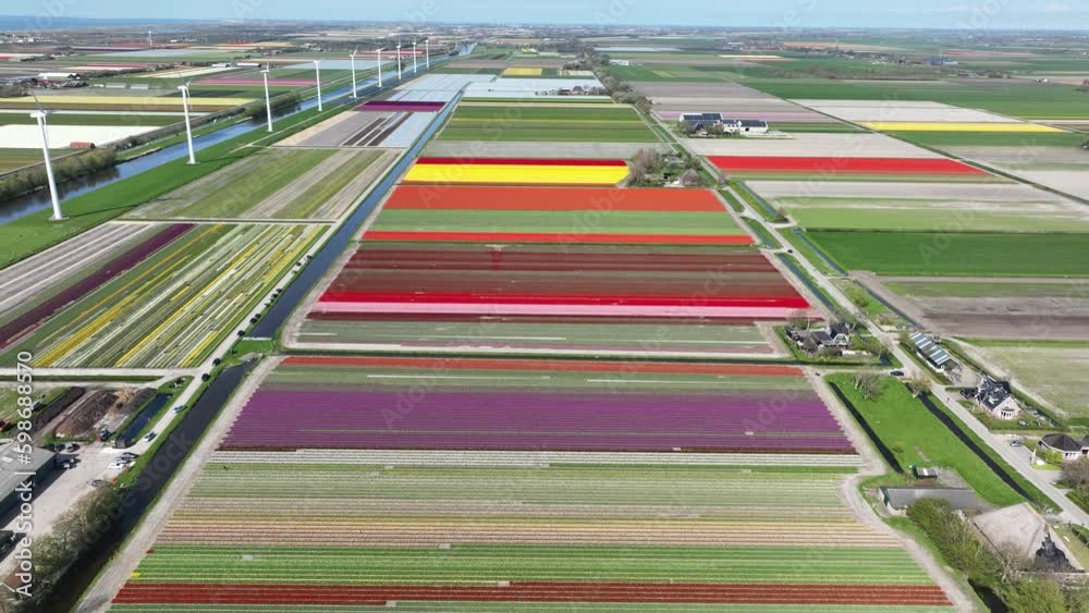 Aerial drone view of colored tulip fields in The Netherlands. Aerial drone view of colored tulip fields in The Netherlands.