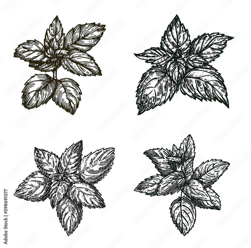 Illustrative image of mint. Mentha is a genus of plants in the family