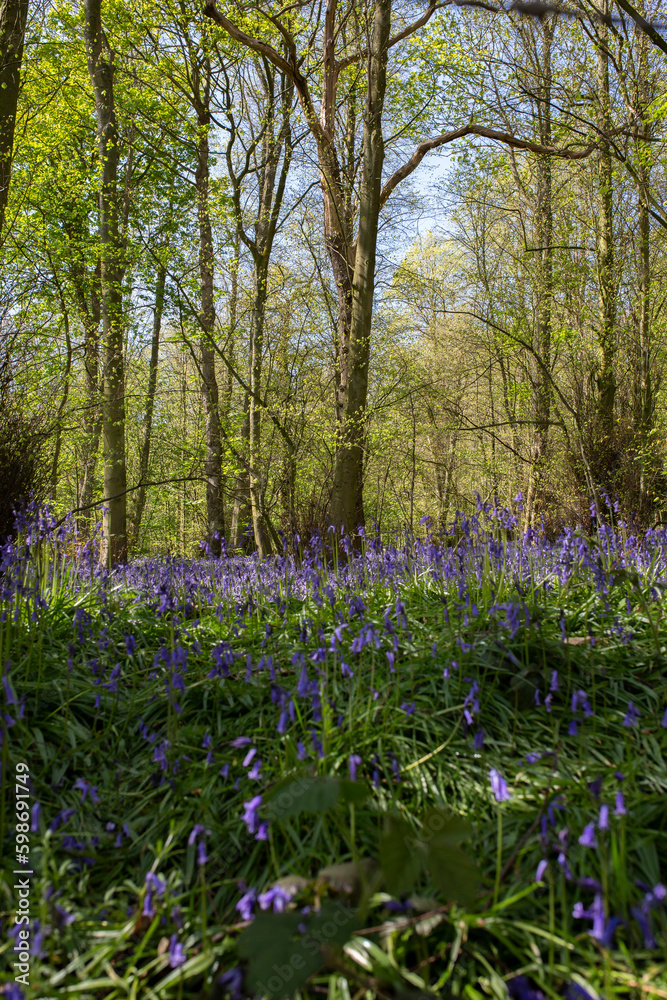 Bluebells carpeting a woodland forest floor in sunlight. Springtime in an English wood concept Bluebells carpeting a woodland forest floor in sunlight. Springtime in an English wood concept