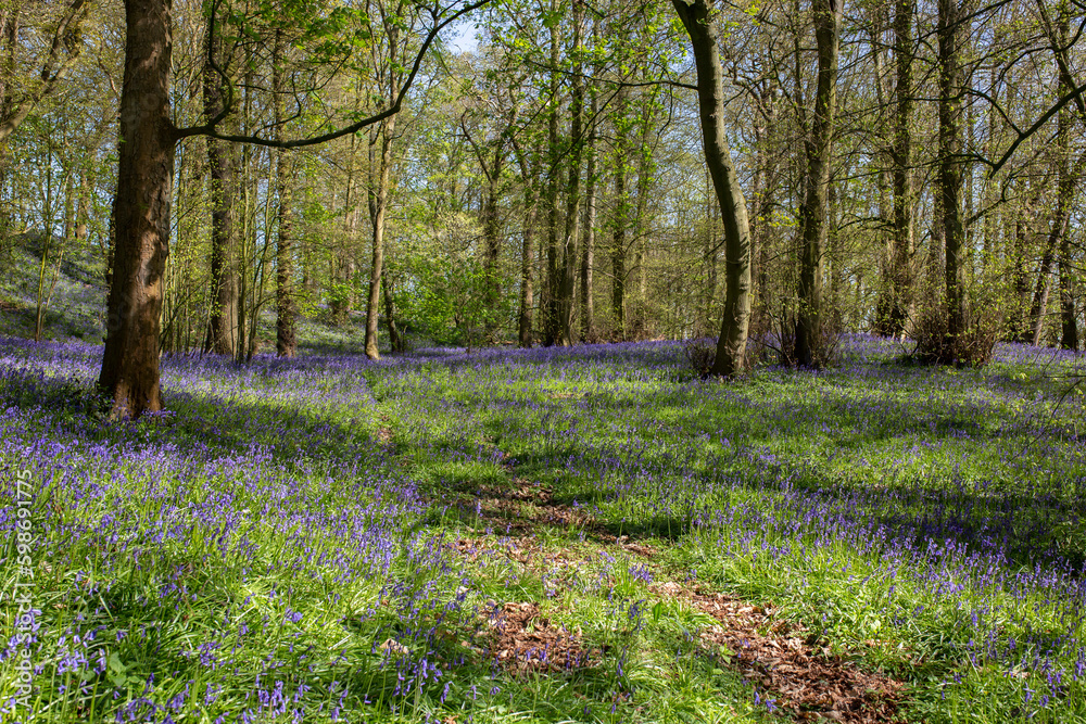 Bluebells carpeting a woodland forest floor in sunlight. Springtime in an English wood concept Bluebells carpeting a woodland forest floor in sunlight. Springtime in an English wood concept