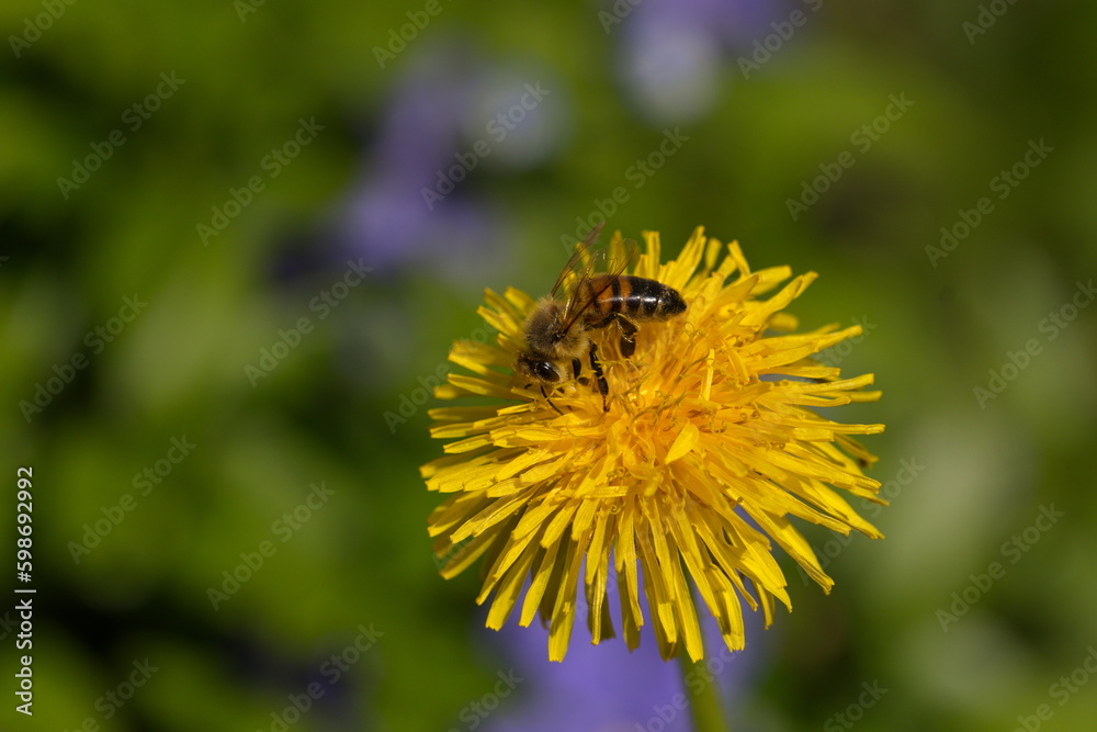 Honigbiene auf einem Löwenzahn Honigbiene auf einem Löwenzahn