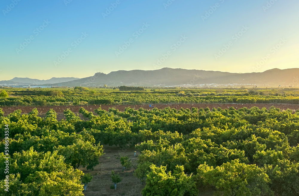 Orange plantations against of mountains at sunset. Orange tree in farm field. Orange mandarin on trees. Farm plantation cultivated in Mediterranean. Harvest season in Spain. Tangerine farm land.