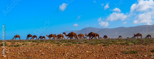 Camel herds in the nature- Morocco