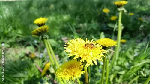 Slow motion di api che volano tra i fiori photo