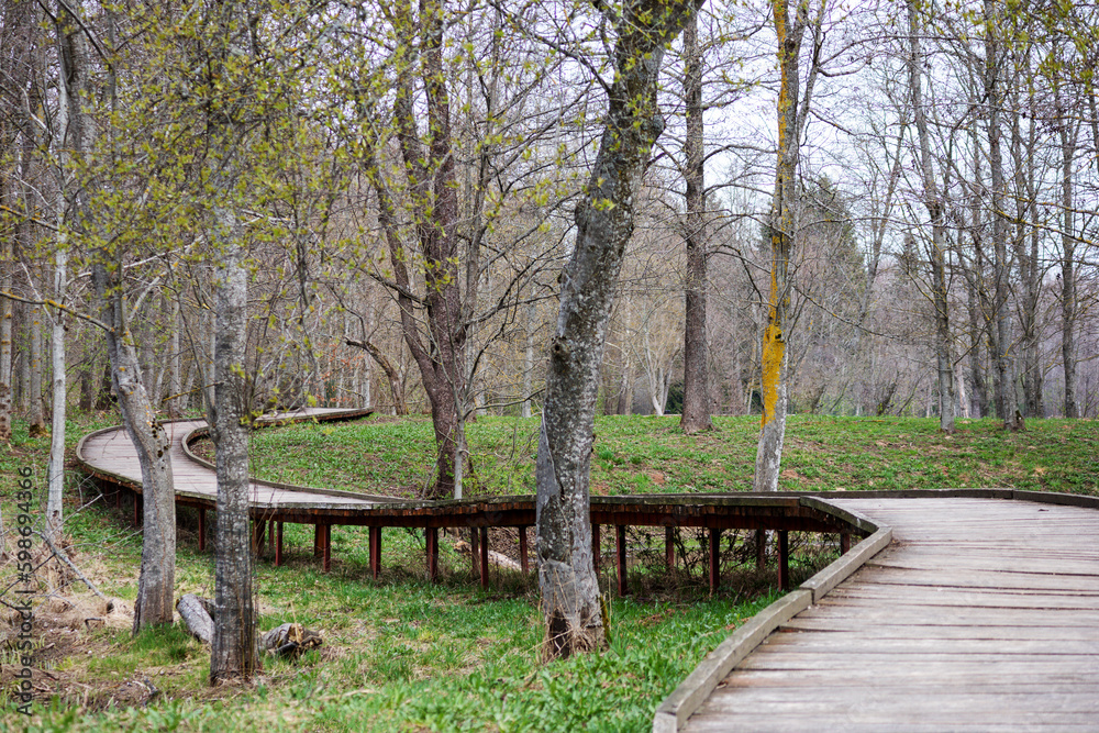 A wooden boardwalk leads through a forest with trees and green grass