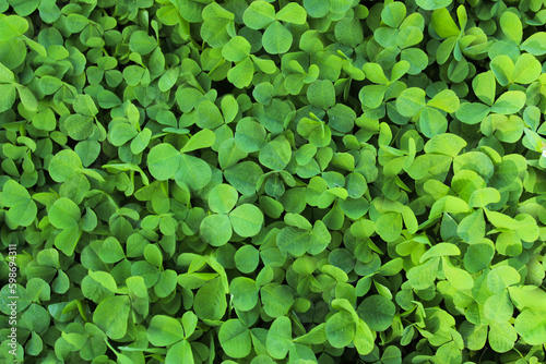 natural background, green clover leaves, symbol of St. Patrick's Day
