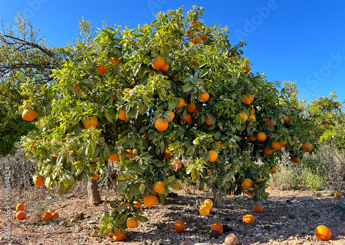Orange tree in farm field. Orange mandarin on tree. Vibrant orange citrus fruits in garden. Mandarin trees at farm plantation cultivated in Mediterranean. Harvest season in Spain. Tangerine plantation photo