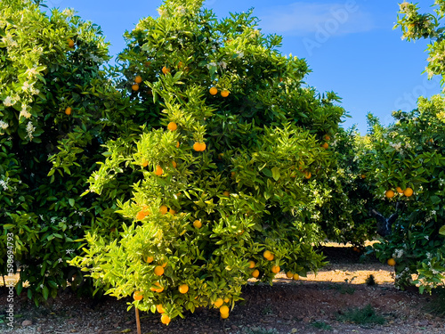 Orange tree in farm field. Orange mandarin on tree. Vibrant orange citrus fruits in garden. Mandarin trees at farm plantation cultivated in Mediterranean. Harvest season in Spain. Tangerine plantation