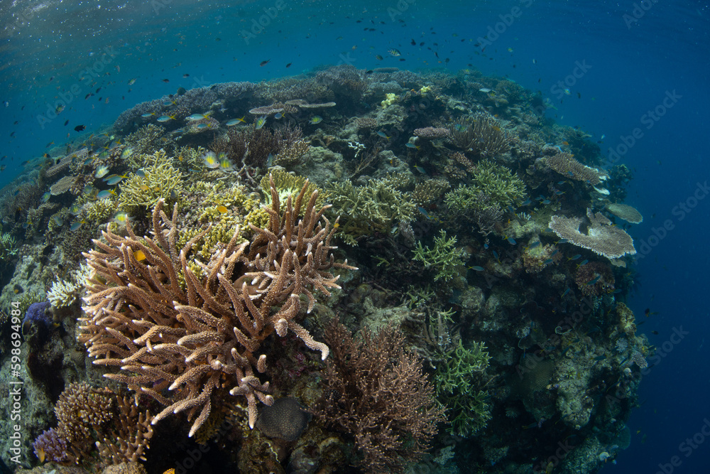 Corals grow right to the edge of a healthy reef drop off in Raja Ampat