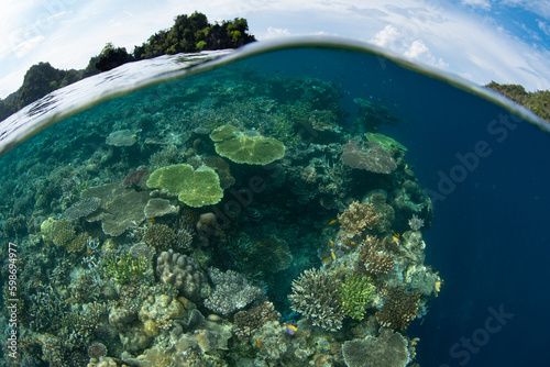 Corals grow right to the edge of a healthy reef drop off in Raja Ampat  Indonesia. This remote part of Indonesia is known for its incredible marine biodiversity.