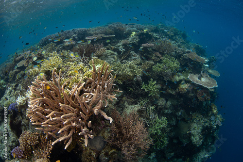 Corals grow right to the edge of a healthy reef drop off in Raja Ampat, Indonesia. This remote part of Indonesia is known for its incredible marine biodiversity.