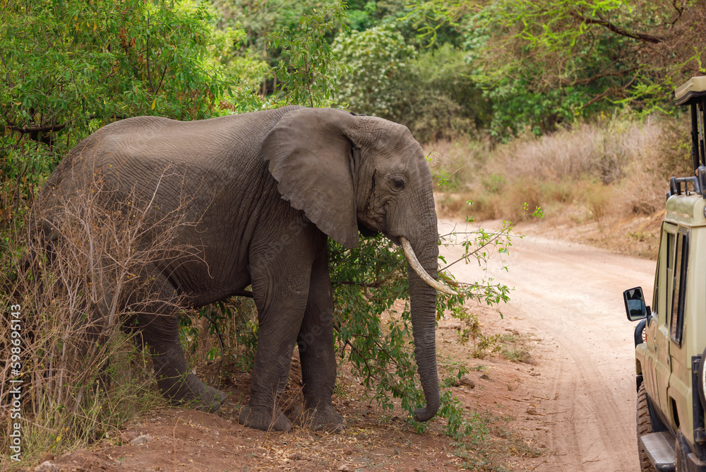 Elephant, Tanzania 