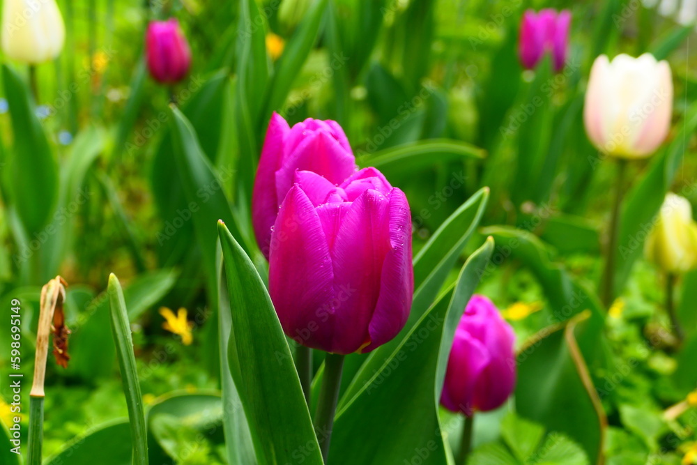 Fototapeta premium Tulpenbeet (5)