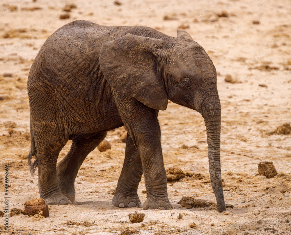 Fototapeta premium African Elephant