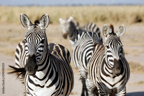 Zebras Looking into the Camera. Amboseli, Kenya