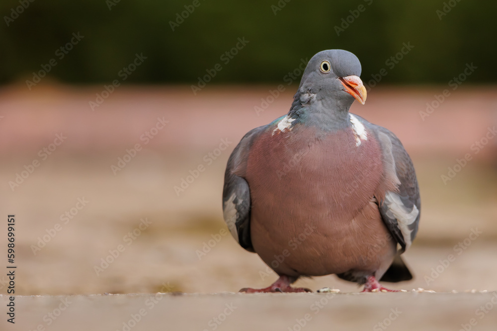 ptak, gołąb ptak, gołąb