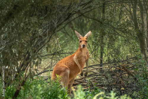 Red kangaroo (Osphranter rufus) resting in the shadow. Alice Springs Desert Park, Northern Territory, Australia