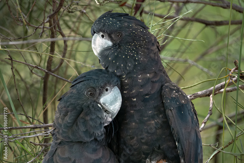 Red-tailed black cockatoo couple (Calyptorhynchus banksii) Alice Springs Desert Park, Northern Territory, Australia photo