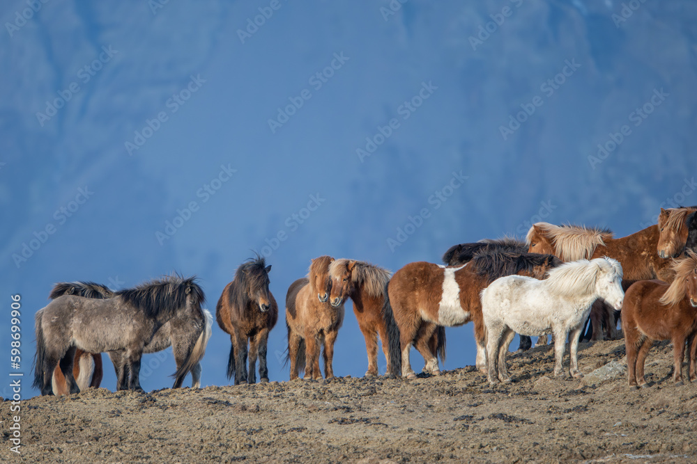 Herd of horses