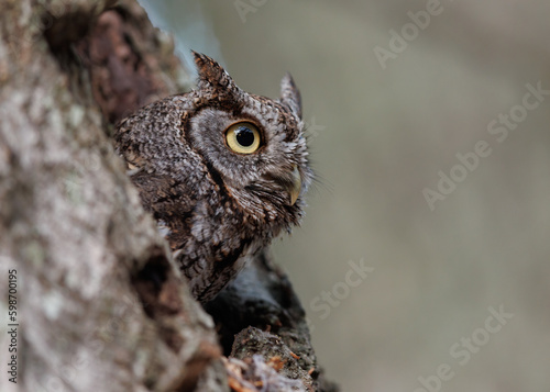 Eastern Screech Owl in Florida 