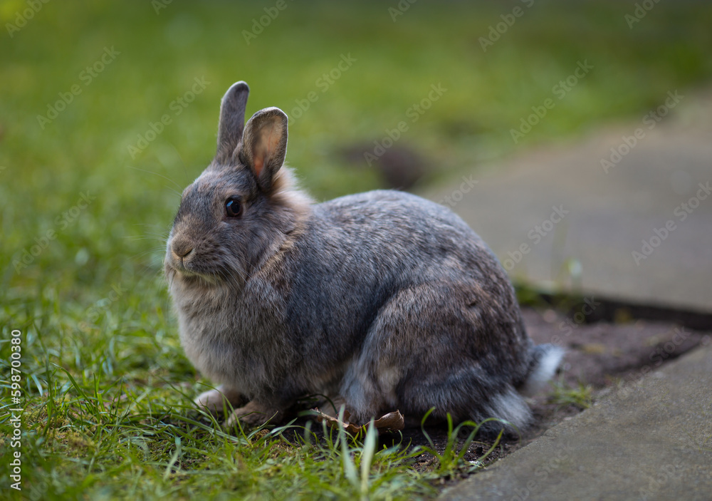 Fototapeta premium Kaninchen