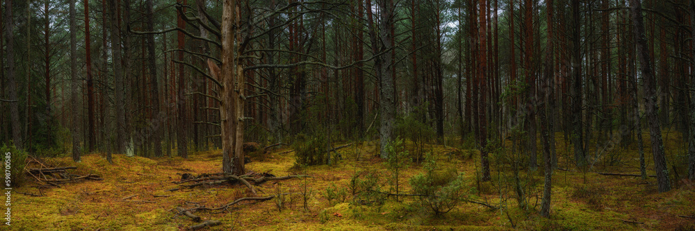 deep dense autumn forest with a dead tree in a clearing. widescreen panoramic side view deep dense autumn forest with a dead tree in a clearing. widescreen panoramic side view