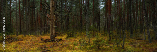 deep dense autumn forest with a dead tree in a clearing. widescreen panoramic side view
