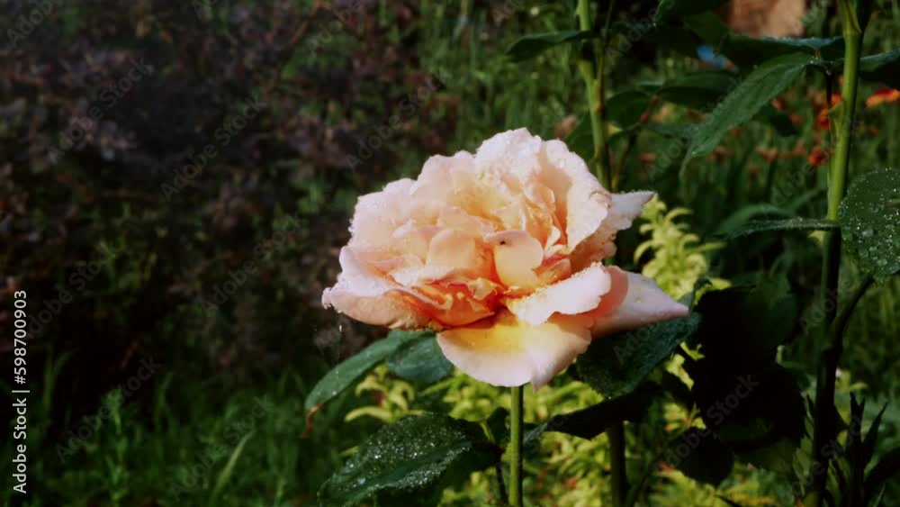 A soft pink rose swaying in the wind during a light rain. Green plants can be seen in the background. Shooting in bright weather. A soft pink rose swaying in the wind during a light rain. Green plants can be seen in the background. Shooting in bright weather.