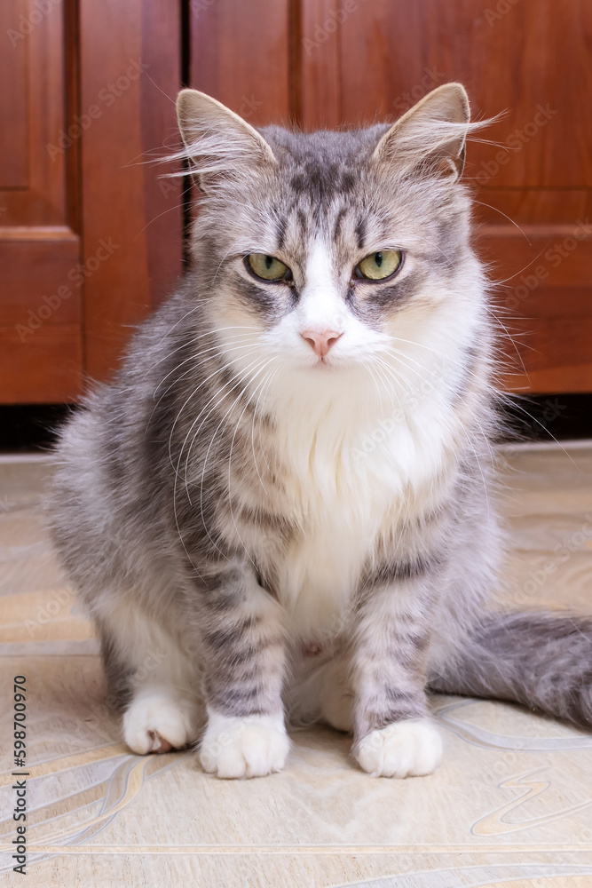 Gray fluffy cat sitting by the door