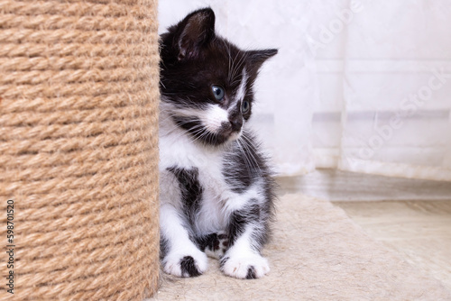 Small Funny gray kitten meows, portrait closeup