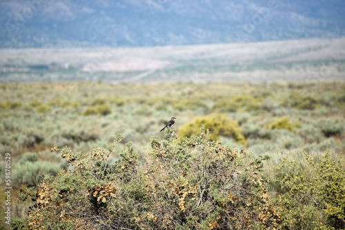 Bird in Bush 
