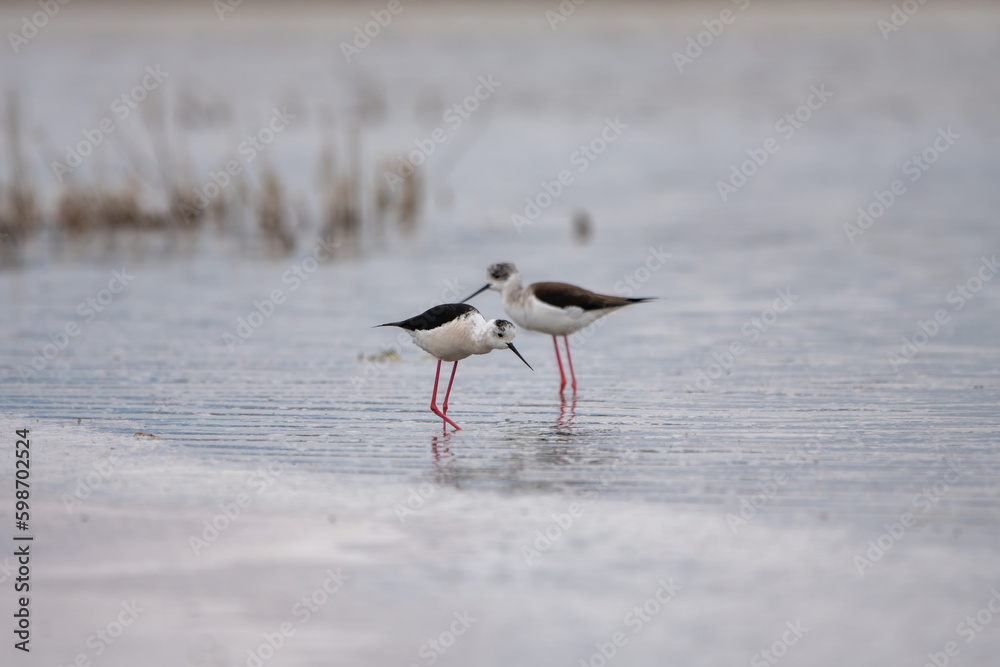 Uzunbacak » Black-winged Stilt » Himantopus himantopus
Uzunbacak » Black-winged Stilt » Himantopus himantopus