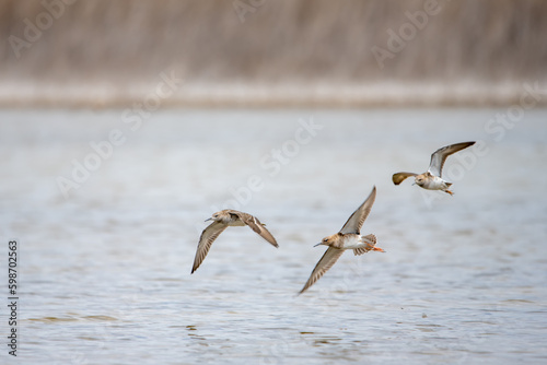 Dövüşkenkuş » Ruff » Calidris pugnax
