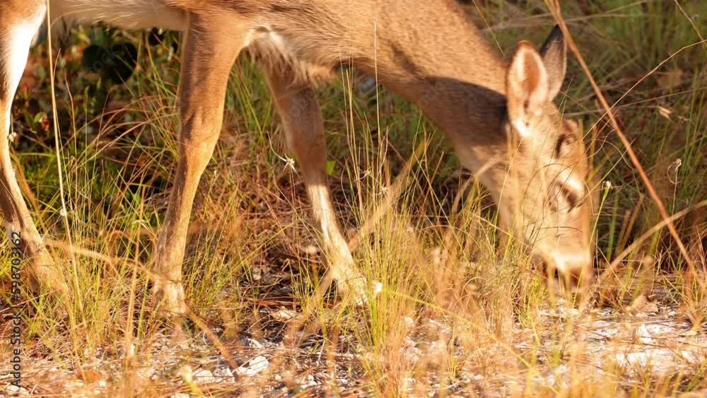 Key Deer are an endangered species that lives in the Florida Keys. In ...