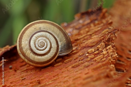 Konstfotografi Westliche Heideschnecke (Helicella itala) auf Baumrinde