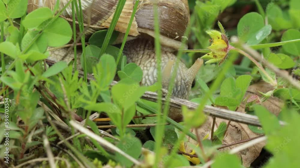 Fressende Weinbergschnecke (Helix pomatia) in der Wiese Fressende Weinbergschnecke (Helix pomatia) in der Wiese