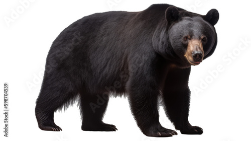 Black Bear isolated on transparent background created with generative AI technology