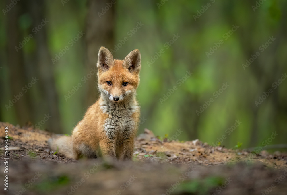 Fototapeta premium Cute young red fox in the forest ( Vulpes vulpes )