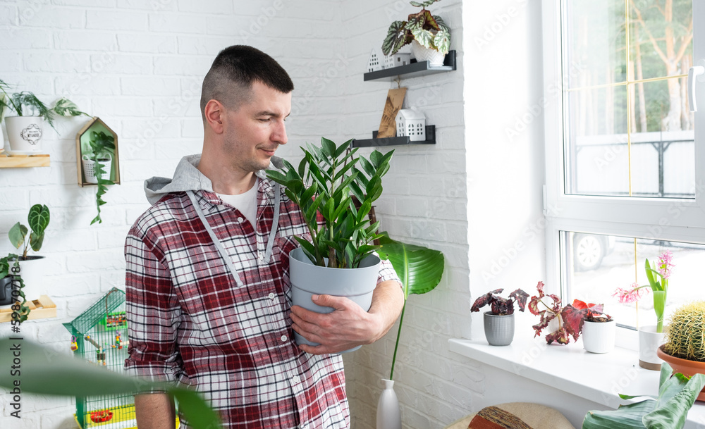 Unpretentious and popular Zamiokulkas in hands of a man in interior of a green house with shelving collections of domestic plants. Home crop production, plant breeder admiring aroid plant Unpretentious and popular Zamiokulkas in hands of a man in interior of a green house with shelving collections of domestic plants. Home crop production, plant breeder admiring aroid plant