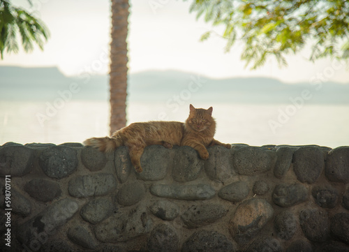 Photography cat on the rocks