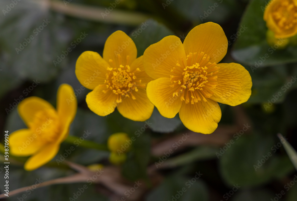 Sumpfdotterblumen im Makro Sumpfdotterblumen im Makro