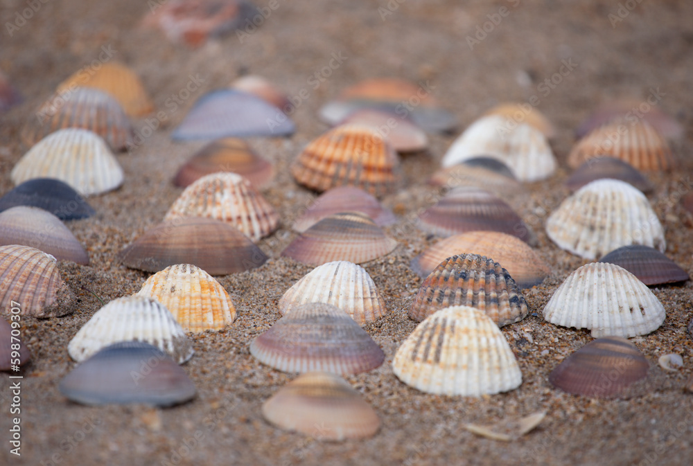 Collection of colourful seashells in the sand. Beach background with beautiful seashells. Flat lay pastel coloured seashells. Collection of colourful seashells in the sand. Beach background with beautiful seashells. Flat lay pastel coloured seashells.