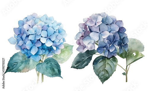 graphic decoration, poster artistic.  sketching hand painted artwork. watercolor hydrangea realistic, greeting hydrangea blue, flora design, watercolor illustration