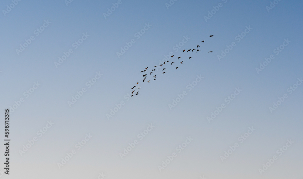 Flock of migrating geese in the sky