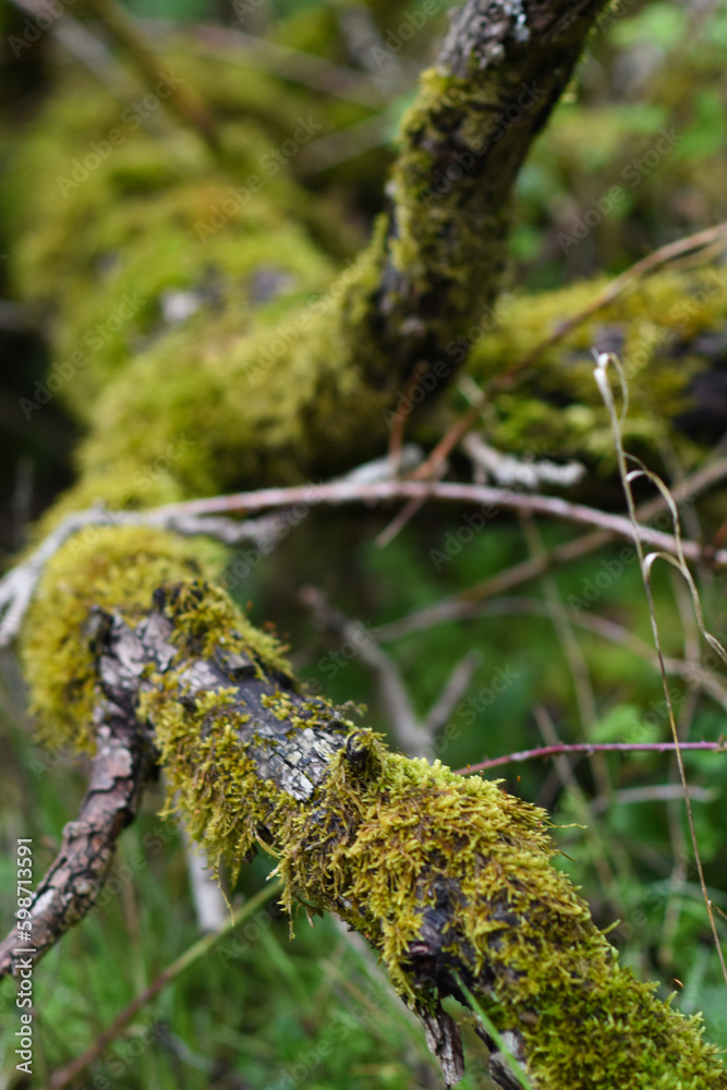 Fototapeta premium moss on tree