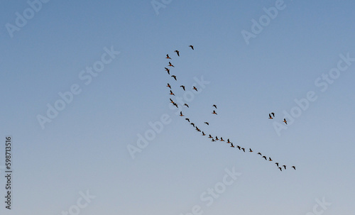 Flock of migrating geese in the sky