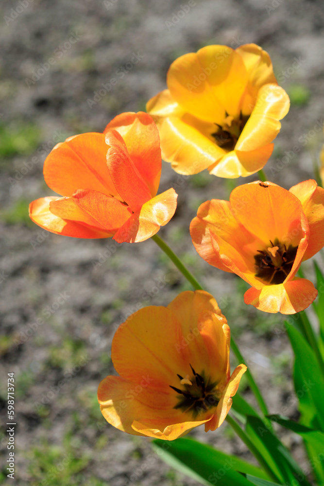 Colorful spring flowers on nature background Colorful spring flowers on nature background