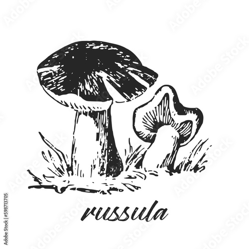 Hand drawn ink illustration of russula mushroom. Sketch outline vector. 