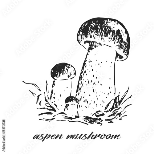 Hand drawn ink illustration of aspen mushroom. Orange-cap boletus. Sketch outline vector.