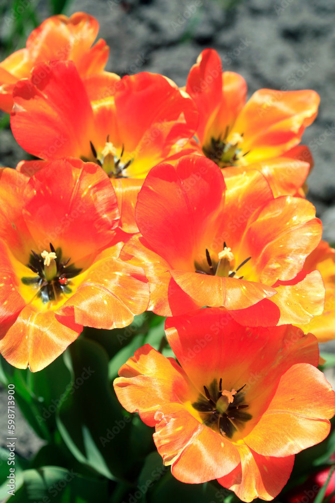 Colorful spring flowers on nature background Colorful spring flowers on nature background